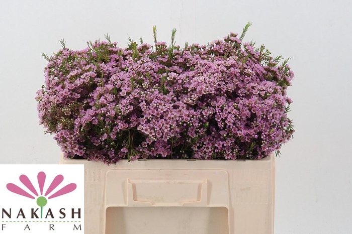 <h4>CHAME UN PHOEBE</h4>