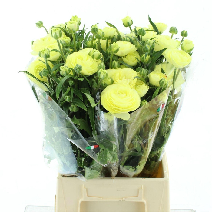 <h4>Ran Nat Moderna Limoncello</h4>