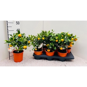 Citrus Calamondin medium-stem (s2)