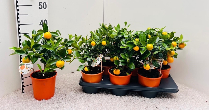 <h4>Citrus Calamondin medium-stem (s2)</h4>