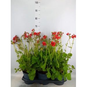 Geum chiloense