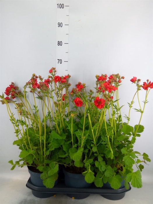 <h4>Geum chiloense</h4>