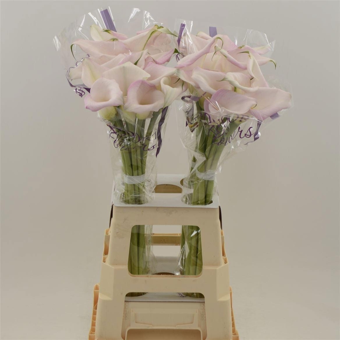 <h4>ZANT SWEET ART</h4>