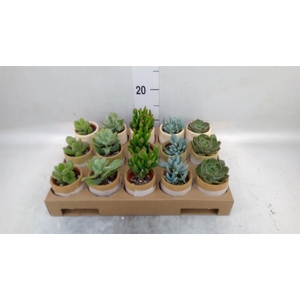 Succulents   ...
