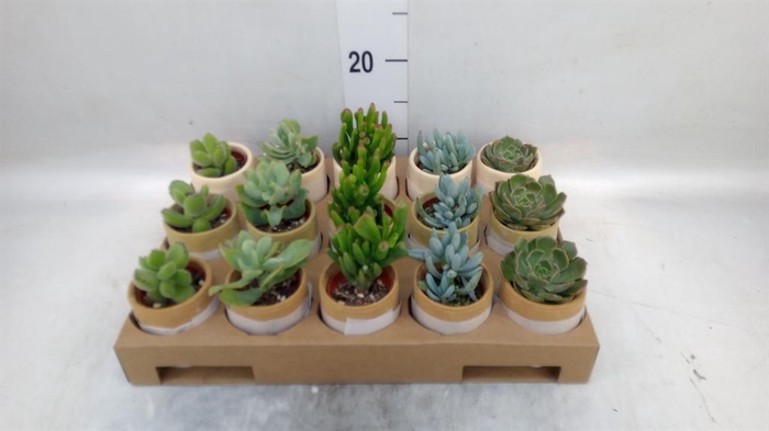 <h4>Succulents ...</h4>