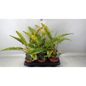 Philodendron  'Ring of Fire'