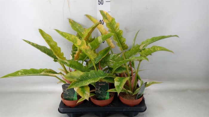 <h4>Philodendron  'Ring of Fire'</h4>