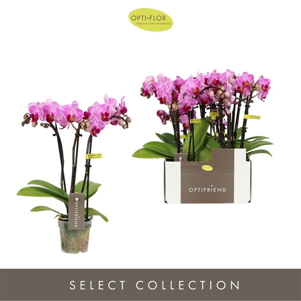 <h4>Phal 3-tak Mini Lotte</h4>