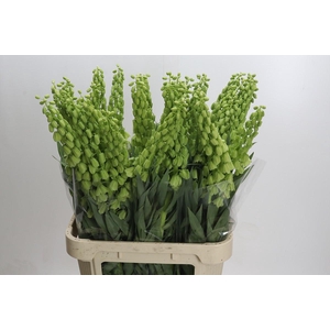 Fritillaria Persica Ivory Bells