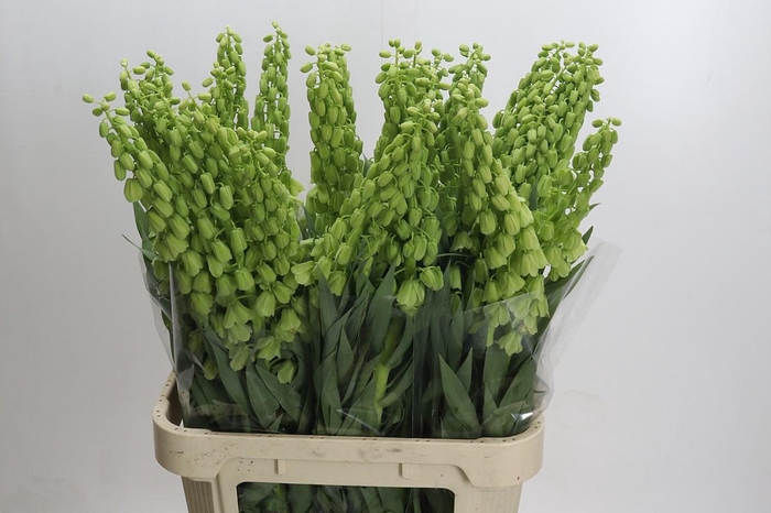 <h4>Fritillaria Persica Ivory Bells</h4>