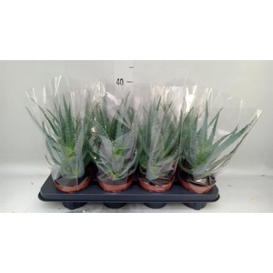 Aloe arborescens