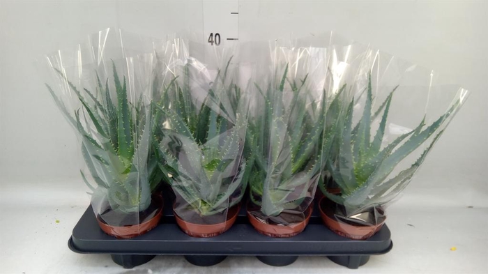 <h4>Aloe arborescens</h4>