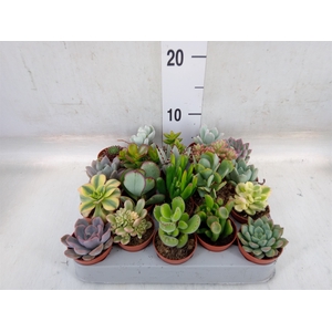Succulents   ...