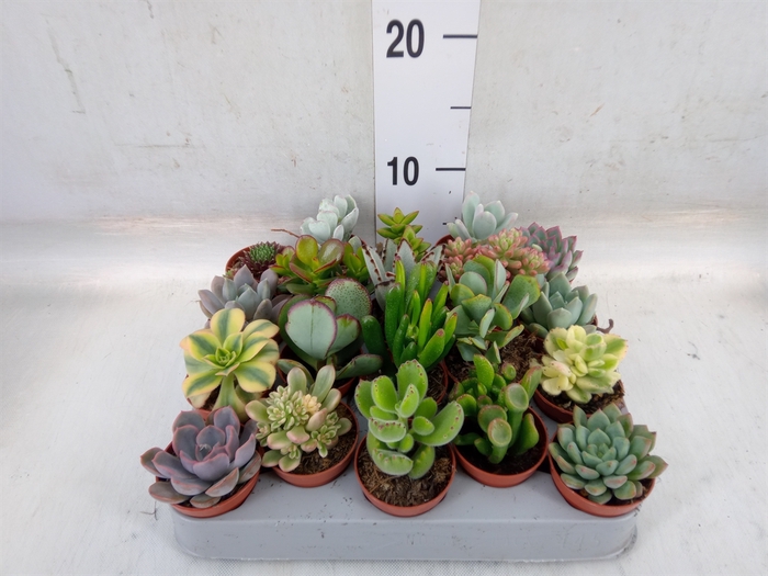 <h4>Succulents   ...</h4>