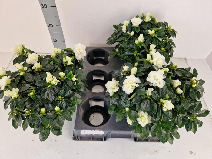 <h4>RHODO SI AIKO WHITE</h4>