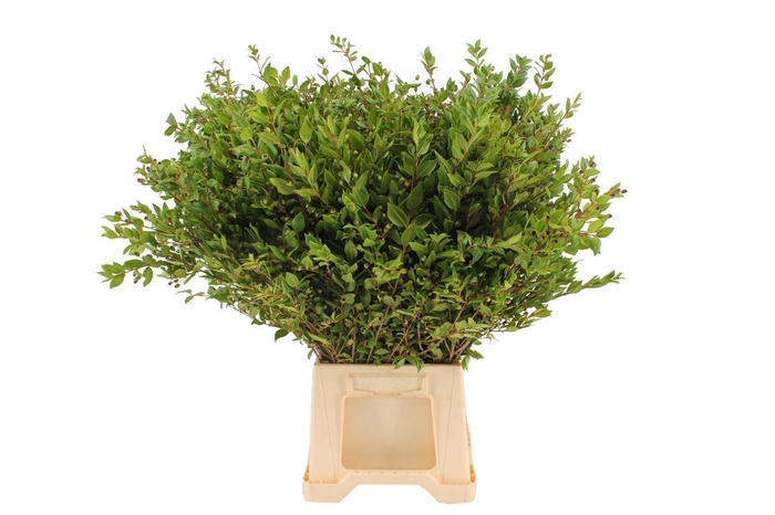 <h4>Mirte Berries</h4>