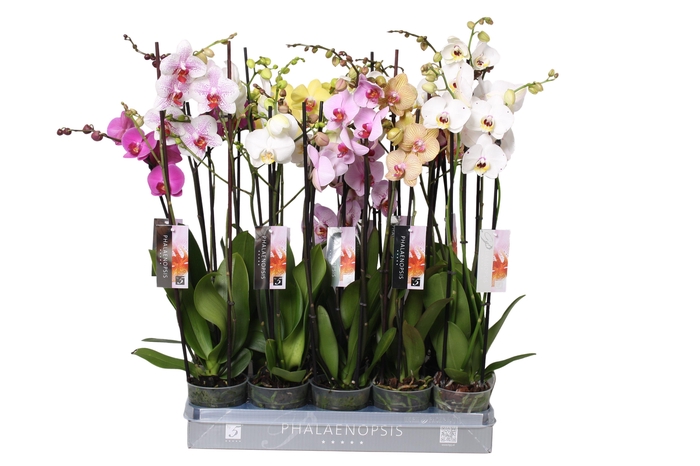 <h4>Phalaenopsis Italian mix, 3-spike 22+</h4>