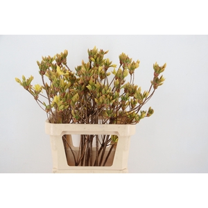 RHODO. YELLOW 080CM