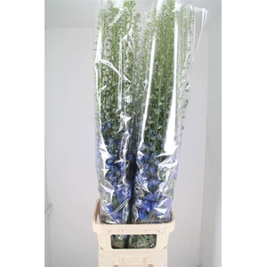 Delph Du Aurora Blue