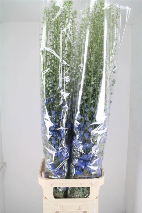 <h4>Delph Du Aurora Blue</h4>