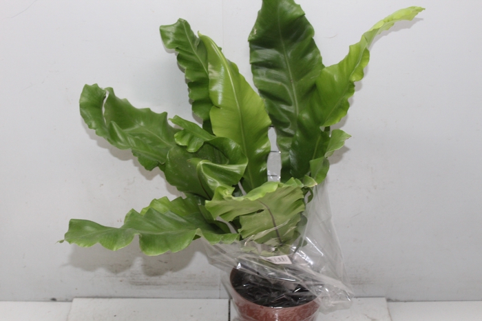 <h4>ASPLENIUM NIDUS P17</h4>