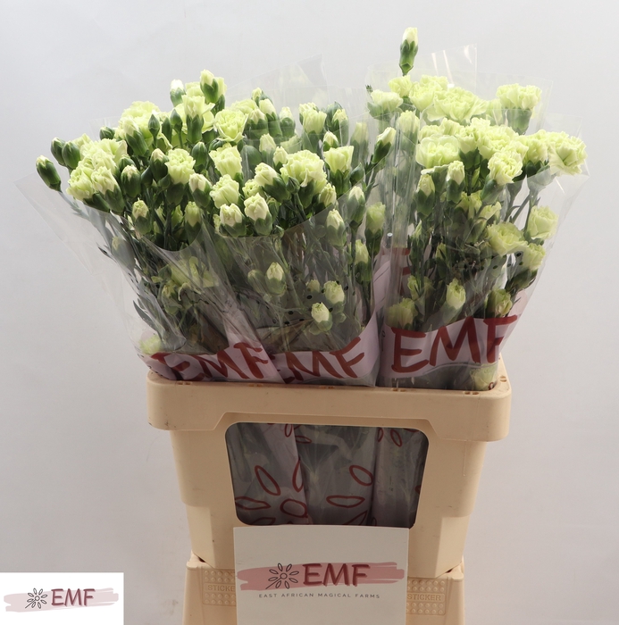 <h4>DI TR PARSLEY</h4>