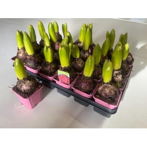 HYACIN CHINA PINK
