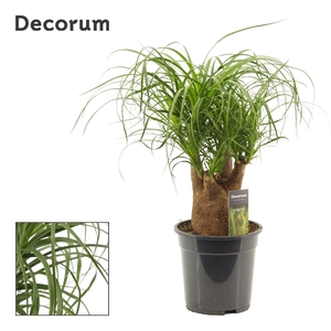 Beaucarnea vertakt 19 cm (Decorum)