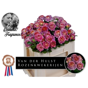 Rosa TR 'Magic Strike'