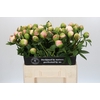Paeonia Colonel Owen Cousins