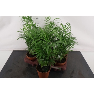 Chamaedorea 12 Cm. P. Elegans