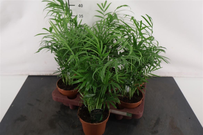 <h4>Chamaedorea 12 Cm. P. Elegans</h4>