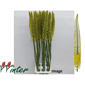 EREMURUS IMAGE