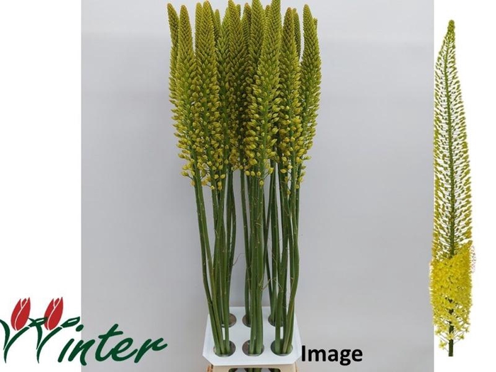 <h4>EREMURUS IMAGE</h4>