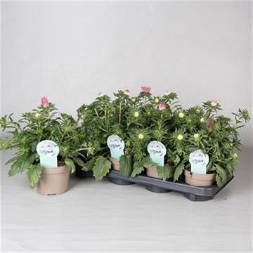 <h4>CALLIS STAR LI PINK</h4>