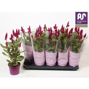 CEL DEEP PURPLE