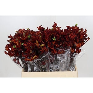 Kangaroo Paw Early Spring