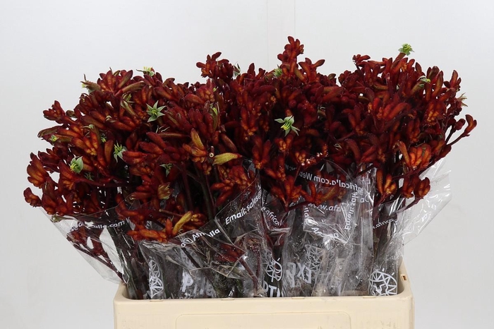 Anigozanthos Early Spring