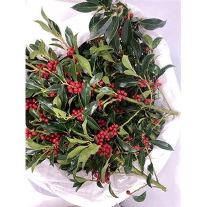 Ilex Red Berry Kg Lamers