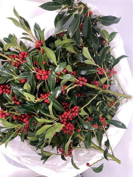 <h4>Ilex Red Berry Kg Lamers</h4>