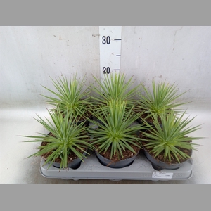 Agave stricta 'Nana'