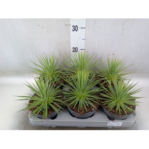 Agave stricta 'Nana'