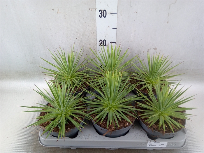 <h4>Agave stricta 'Nana'</h4>