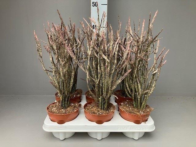 <h4>Euphorbia   ...</h4>