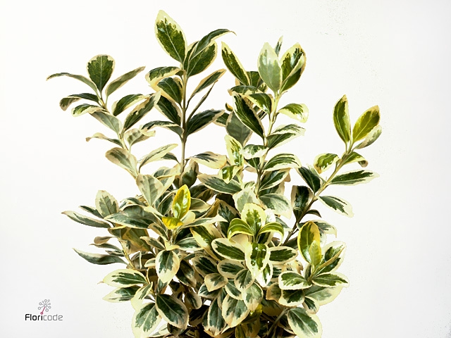 Euonymus fortunei 'Silver Queen'