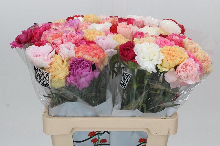 <h4>DI ST GEM IN BOS</h4>