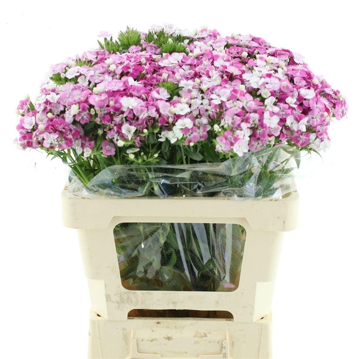 <h4>DI BARB AM ROSE</h4>