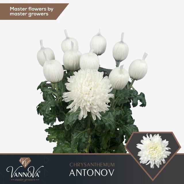 <h4>CHR G ANTONOV VERF</h4>