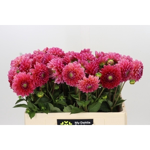 Dahlia Raspberry Baby