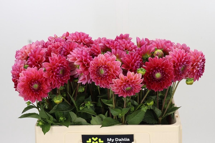 <h4>Dahlia Raspberry Baby</h4>
